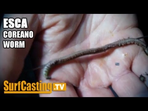 Come striscia al piacere di madre nutrente Quello che i parassiti possono essere in occhi