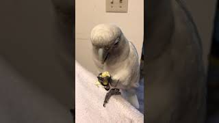 Goffin's cockatoo loves warm scrambled egg