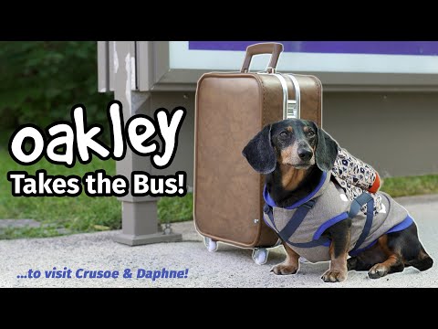 Ep 50: OAKLEY TAKES THE BUS to Go Visit Crusoe & Daphne!