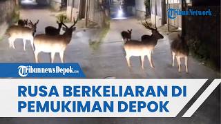 BUAT KAGET WARGA! Viral Kawanan Rusa Berkeliaran di Pemukiman Depok saat Subuh, Cegat Pemotor