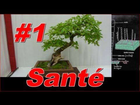 comment traiter buis malade