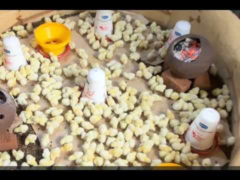 HOW TO START SUCCESSFUL BROILER CHICKEN FARM  STEPS TO FOLLOW AND MISTAKES TO AVOID