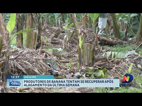 Produtores de banana lutam para se recuperar após alagamento em Luiz Alves