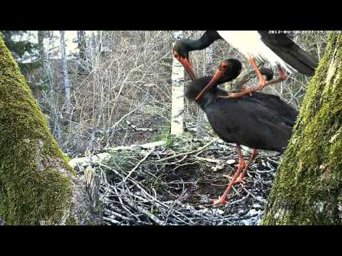 Estonian Black Storks - Love each other again