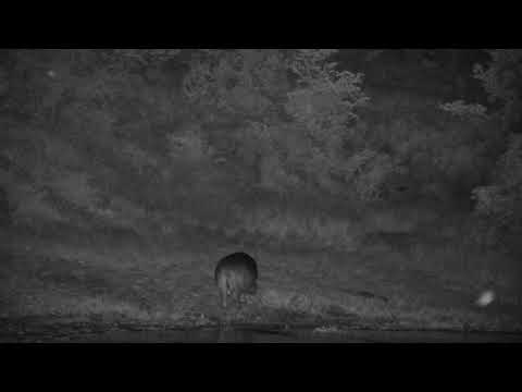 Djuma: Hippo leaving and Audio only of Hyena calling and Lions roaring - 01:31 - 01/09/2023