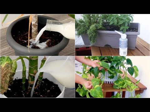 , title : '4 metodi naturali per mantenere le tue piante belle e sane!'