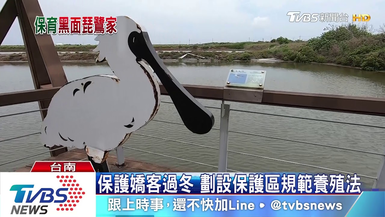 七股規劃架設太陽能板 民眾憂心反光影響黑琵棲息