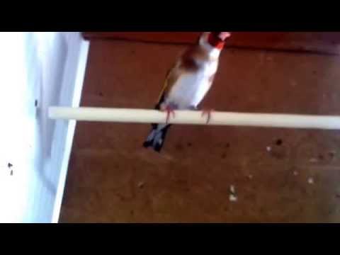 download lagu mp3 mp4 Maitre Lebrun, download lagu Maitre Lebrun gratis, unduh video klip Maitre Lebrun