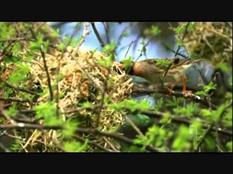Bird clip from ABC's Human Planet Grasslands Episode