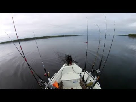 Taimen, järväri, hauki | kevään vikat