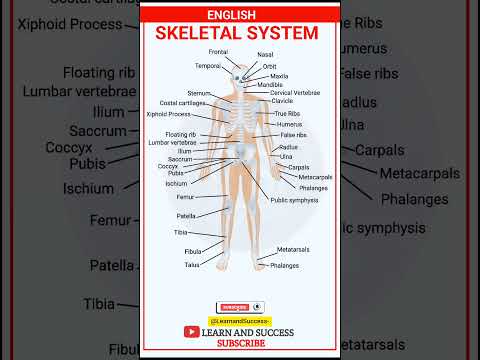 English Skeletal System | Learn Human Bones Easily | Learn and Success