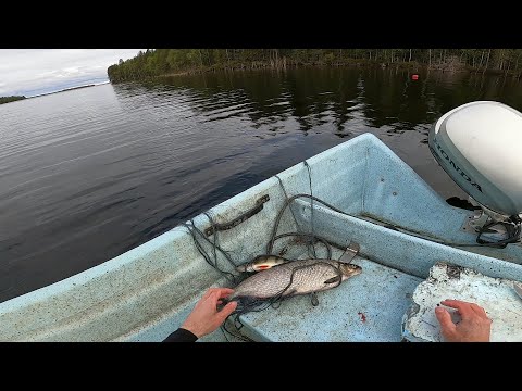 Verkkokalastusta Kitkajärvellä. Osa 66 - alkukesän viimeinen yritys ja loppuyhteenveto.