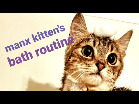 Manx Syndrome Kitten's Morning Butt Bath Routine