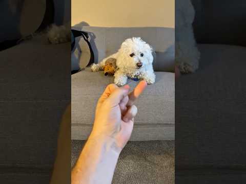 Dogs HATE the Middle Finger 😂🐶…#shorts
