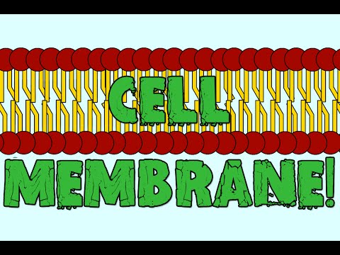 The Cell Membrane!