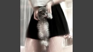 Cover art for Missing Grey Cat