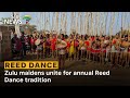 Reed Dance Zulu Maidens Unite For Annual Reed Dance Tradition