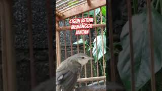 Download lagu Cigun Betina Memanggil Jantan mp3