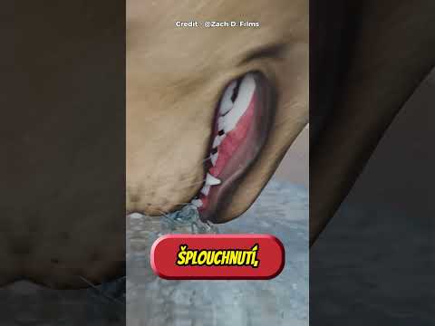 Jak vlastně psi pijí vodu 🤔