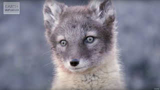 Adorable Baby Foxes! | Amazing Animal Babies | Earth Unplugged