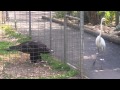 Eagle Attacks Bird At Featherdale Wildlife Park Sydney Australia