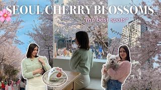 CHERRY BLOSSOMS IN SEOUL 🌸 the best places to see them + aesthetic café recommendations