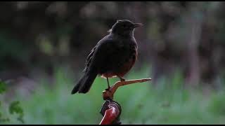 [Palavras Franciscanas – Mês da Bíblia]