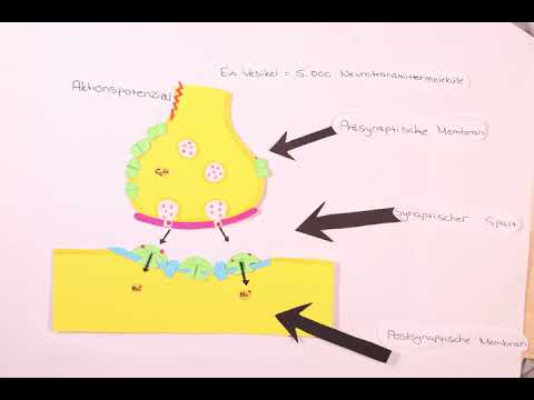 Aufbau und Funktion von Synapsen