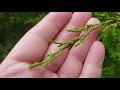 ID That Tree Eastern Red Cedar