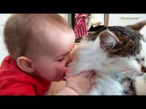Love/Hate Baby x Cat relationship