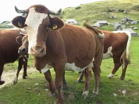 Ansambel Viharnik Zaklad Narave.mpg