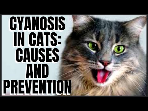 Cyanosis in Cats: Causes and Prevention