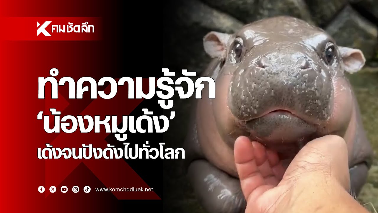 ทำความรู้จัก “น้องหมูเด้ง” เด้งจนปังดังไปทั่วโลก