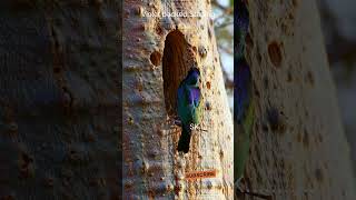The Iridescent Beauty of the Violet-Backed Starling