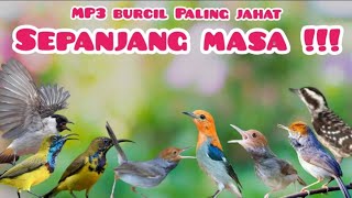 Download lagu Suara Pikat Burung Kecil Ribut Paling Jahat Diibukota 😁 mp3
