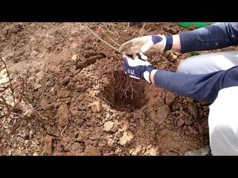 Jaka jest siła wideo YouTube Trawa na potencję