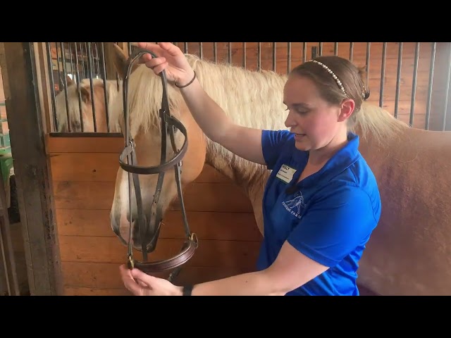 Putting on a Bitless Bridle