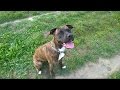 View 28 Amstaff Terrier Brindle