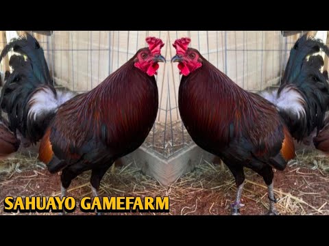 Penny Hatch Grey Kelso - SAHUAYO FARM