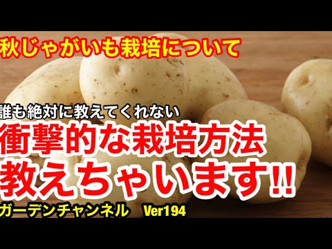  2023 年のジャガイモの植え付け時期は?それらをどのように選択すればよいでしょうか?正しく行うための簡単なヒント!  庭園