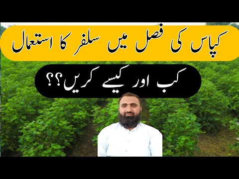 How to use Sulfur in cotton crop | Bilal Kanju Official