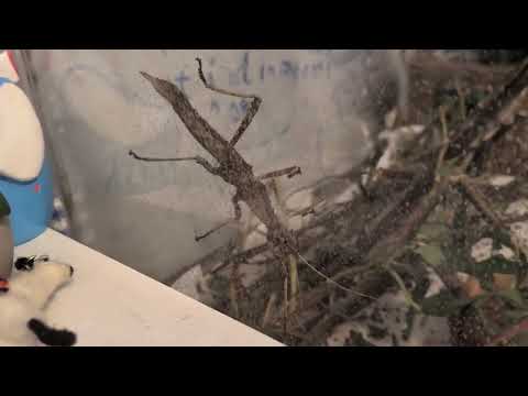 "sunny" stick insects - Image 2
