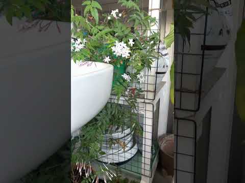 ジャスミンを鉢植えや庭で育てて香りを楽しんでみませんか？どうやって ！  庭園