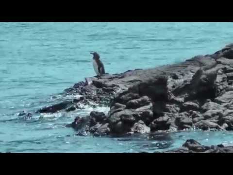 Tučniak galapagos (Spheniscus mendiculus) — s nelietavým kormoránom v Galapágoch