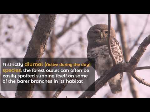 download lagu mp3 mp4 Why Is Forest Owlet Endangered, download lagu Why Is Forest Owlet Endangered gratis, unduh video klip Why Is Forest Owlet Endangered