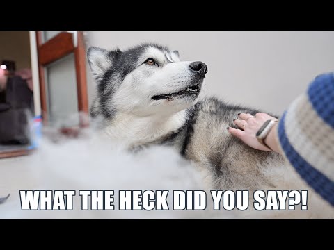 Said Husky’s Best Friend’s Name While Grooming Him!