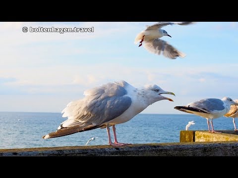 Ostsee, Möwen und Strand in Boltenhagen  |      © boltenhagen.travel