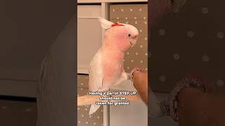 Having a Parrot Step Up Should Not Be Taken for Granted