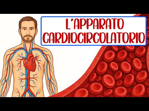 💓🩸 L'APPARATO CARDIOCIRCOLATORIO - Cuore, Sangue e Vasi Sanguigni 📚 Scienze - Il Corpo Umano 🧑🏻‍⚕️