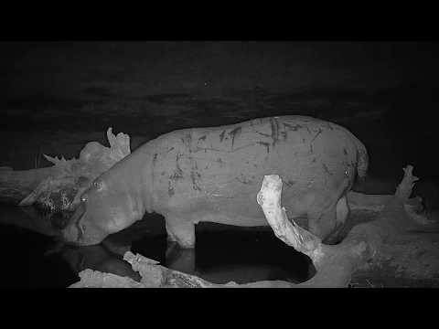 Djuma: Hippo visitor - 19:08 - 07/27/19